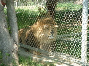 Lion (rescued at 4 months with his sister) from the exotic pet trade