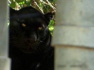 Black Leopard- PAWS is trying to get the funding raised so this beautiful animal can be free at ARK 2000. Help if you can...