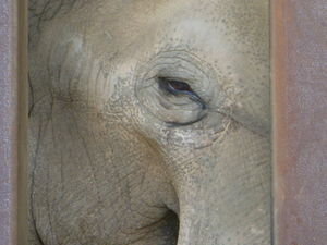 The eye of the elephant