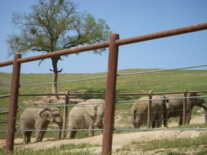 Elephant Herd having some time to interact with Maggy