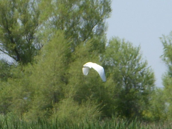 Big White Egret