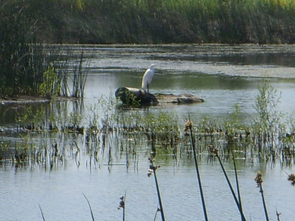 Large Egret Fishing