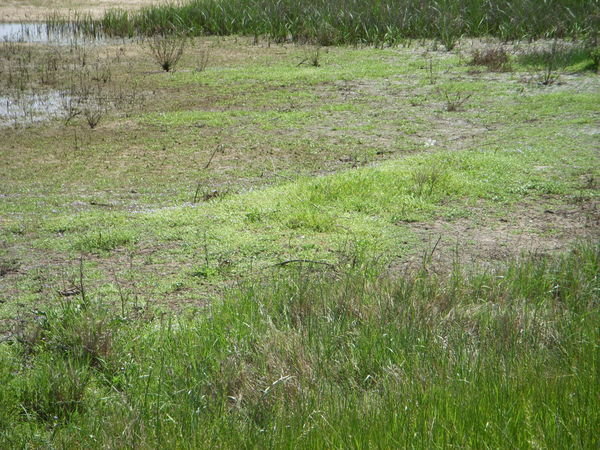 Grasses on the marsh
