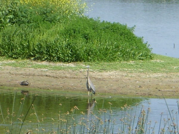 Blue Heron enjoying the water