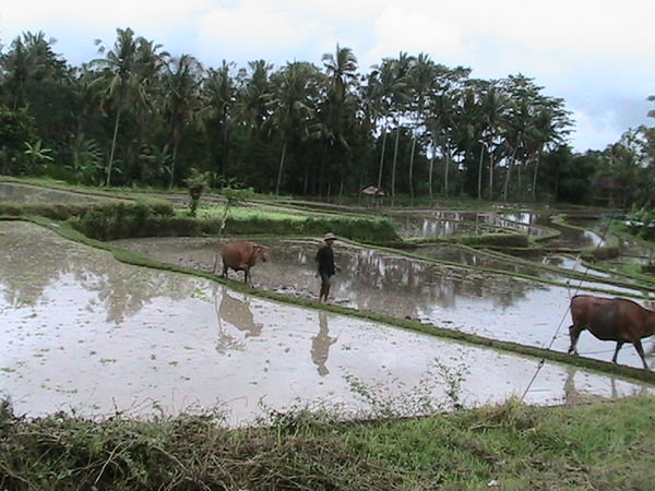 Rice Paddy Scene