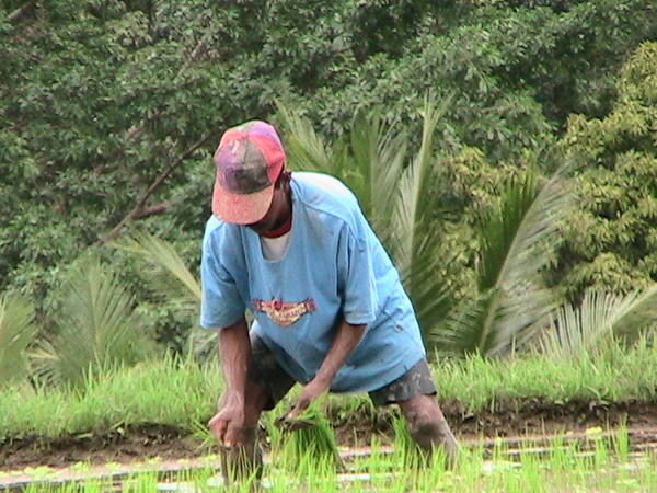 Working the Rice Paddy Field