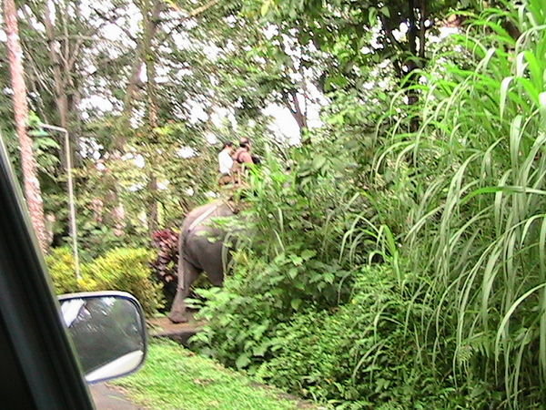 Our first glimpse of an elephant...