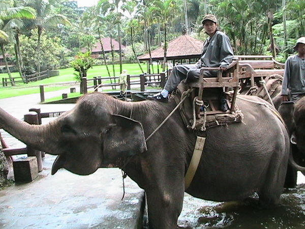 Elephants giving rides... what is interesting about this picture is this is a female mahout.