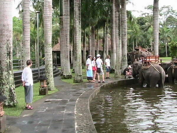 Elephant riding pond area
