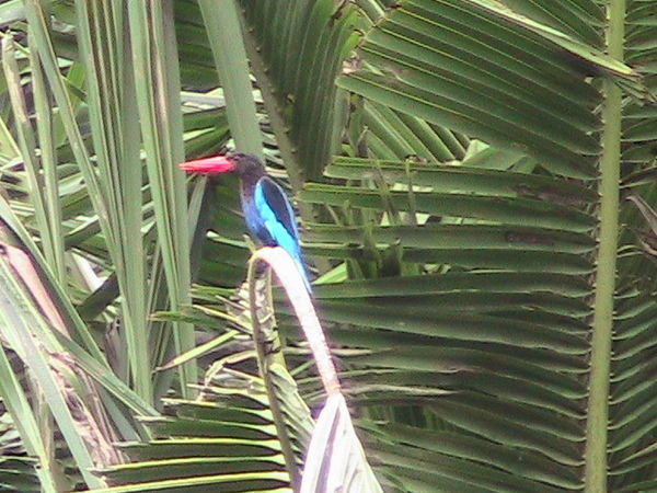 Bali has lots of vibrant colored birds