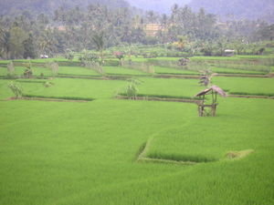 Misty rice paddy scene