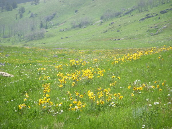Alpine Meadow Wyoming