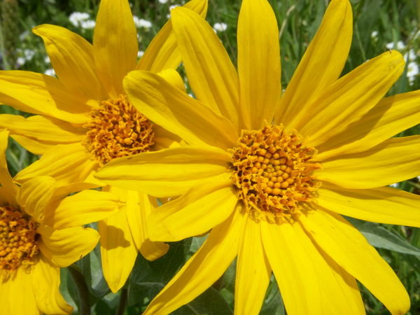 Close-Up Wildflowers, Wyoming