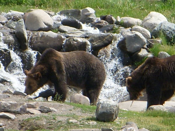 Happy Bears in the Waterfall