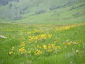 Alpine Meadow Wyoming