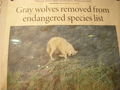 Wolfs now de-listed from the endangered species list...