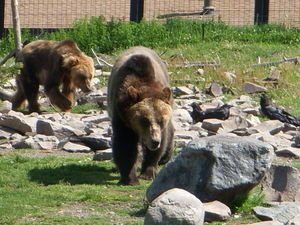 Bears forgaging