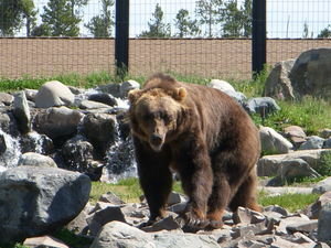 Grizzly looking at me
