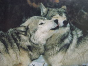 Wolfs interacting