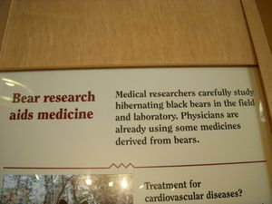Bears and Medicine