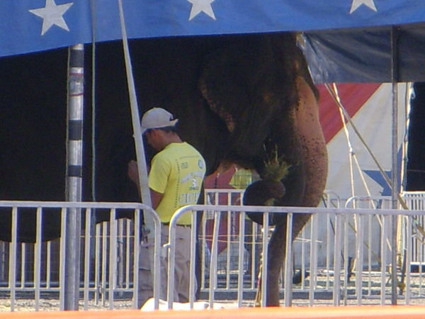 Elephant resting before show