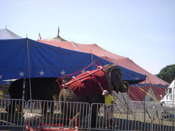 Elephant getting up with carriage