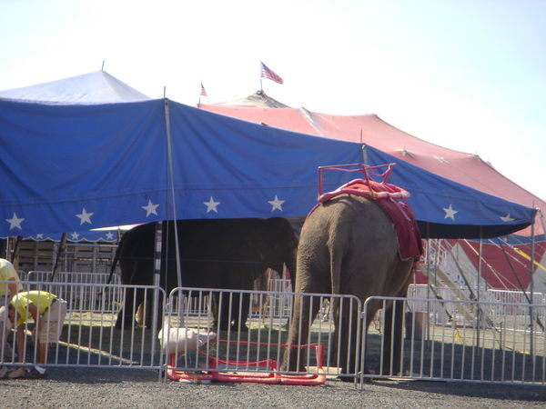 Getting ready for elephant rides