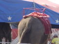 Heavy Carriage for Elephant- What about Elephant Riding?