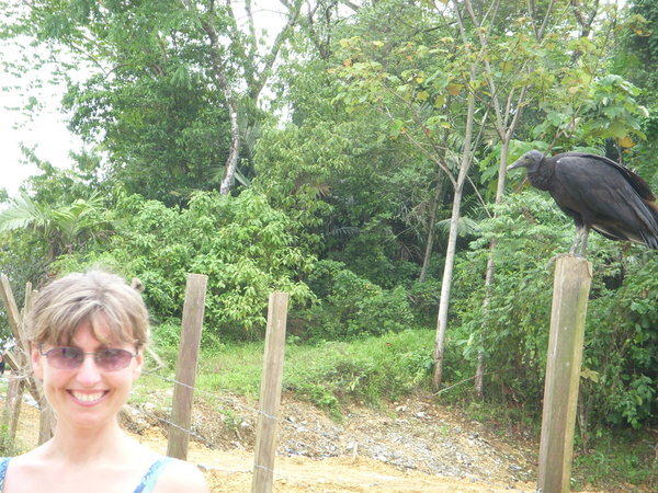 A vulture hanging out at the dump on the way to the pristine long beach in bocas.