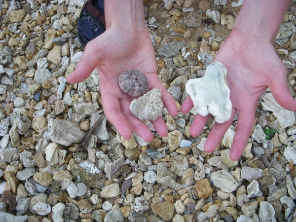 Lots of seashells and pretty rocks.