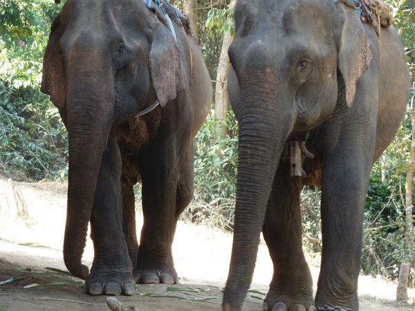 Two of the Elephants just returning from their riding time