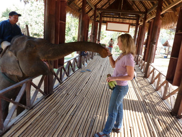 Cathy feeding an elephant