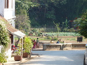 Gardens and Rice Paddys in the distance