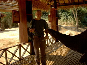 Steve feeding one of the elephants