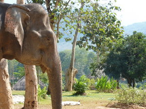 Elephant and a great view