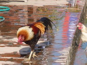 Rooster walking in water
