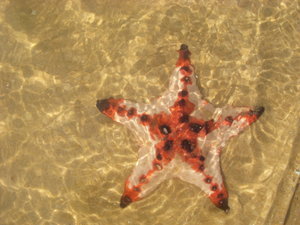 Steve's Starfish