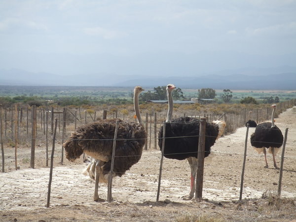Ostrich by the road
