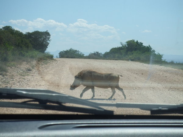 Warthog from the car
