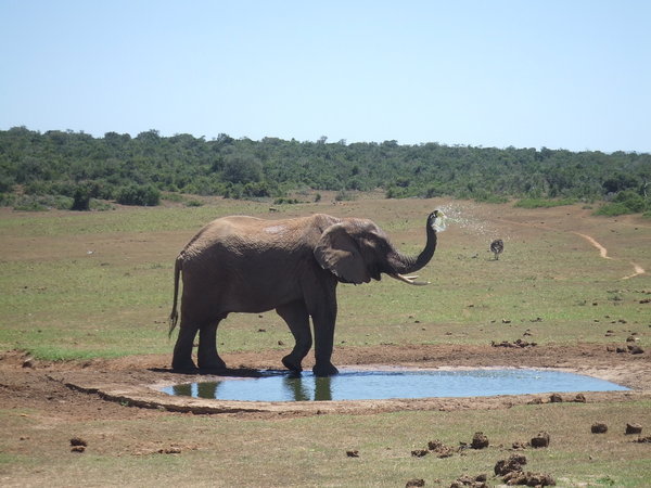 Elephant showering
