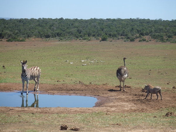 Zebra by the watering hole