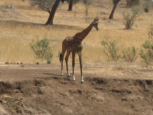 Giraffe am Tarangire Fluss