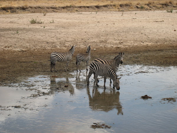 Zebras am Tarangire