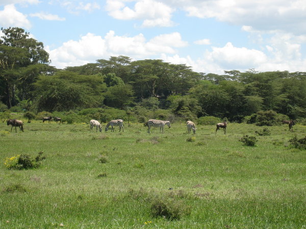 Zebras neben dem See