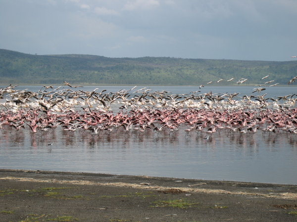 Flamingos und Pelikane