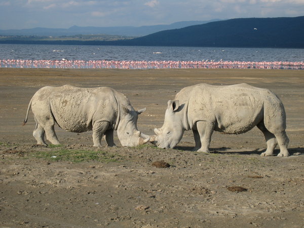 White Rhinos