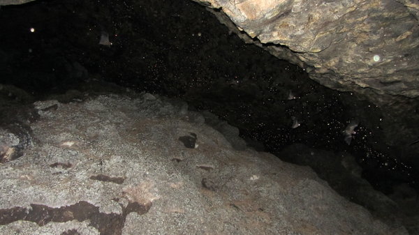 Höhle (Fledermäuse)