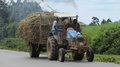 Zuckerrohr Transport