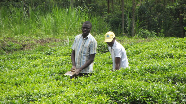 Arbeiter auf Teeplantage