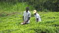 Arbeiter auf Teeplantage